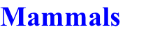 Mammals